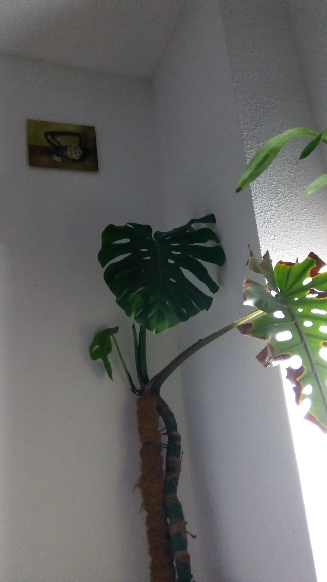 ホウライショウ（鳳莱蕉）の判定方法 (Monstera deliciosa)