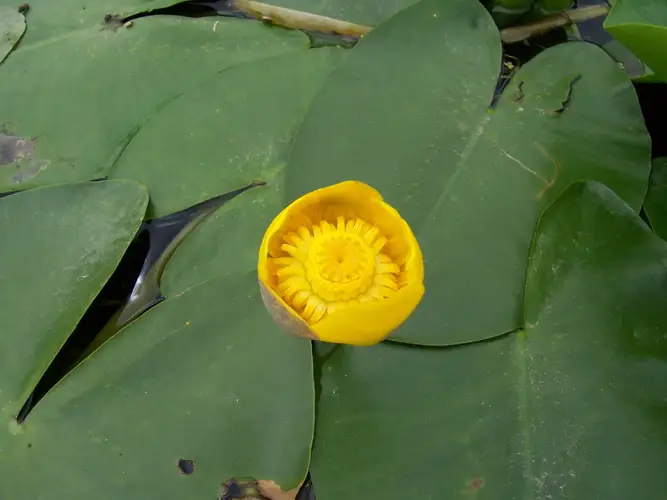 Varigated yellow pond-lily