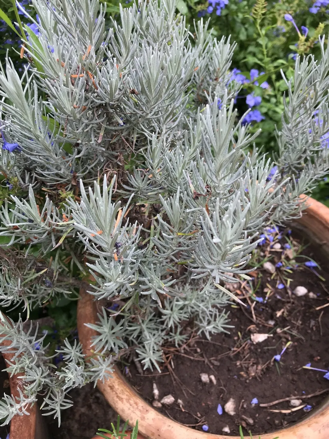 Come identificare Lavanda officinale (Lavandula angustifolia), image size:1080x1440