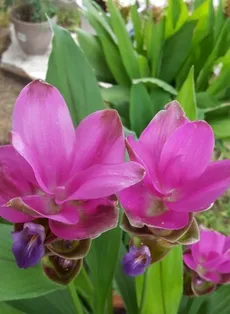 How to Grow and Care for Curcuma