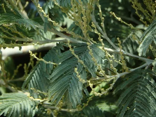 knstliche aussenpflanzen Eukalyptus knstliche Hngepflanze 60 cm online kaufen