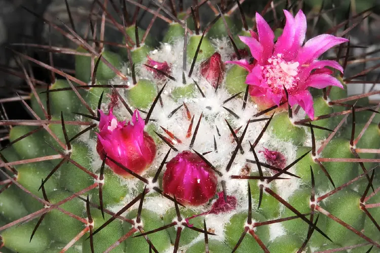 Pin-cushion cactus