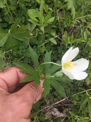 カナダ・アネモネ (ケア, 特徴, 花, 画像)