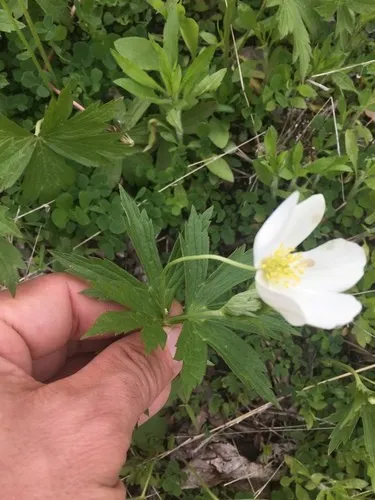 イチリンソウ属 (Anemonidium) - PictureThis