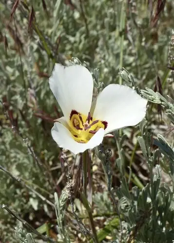 Bruneau mariposa lily