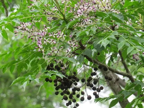 Apakah Mindi Kecil Beracun