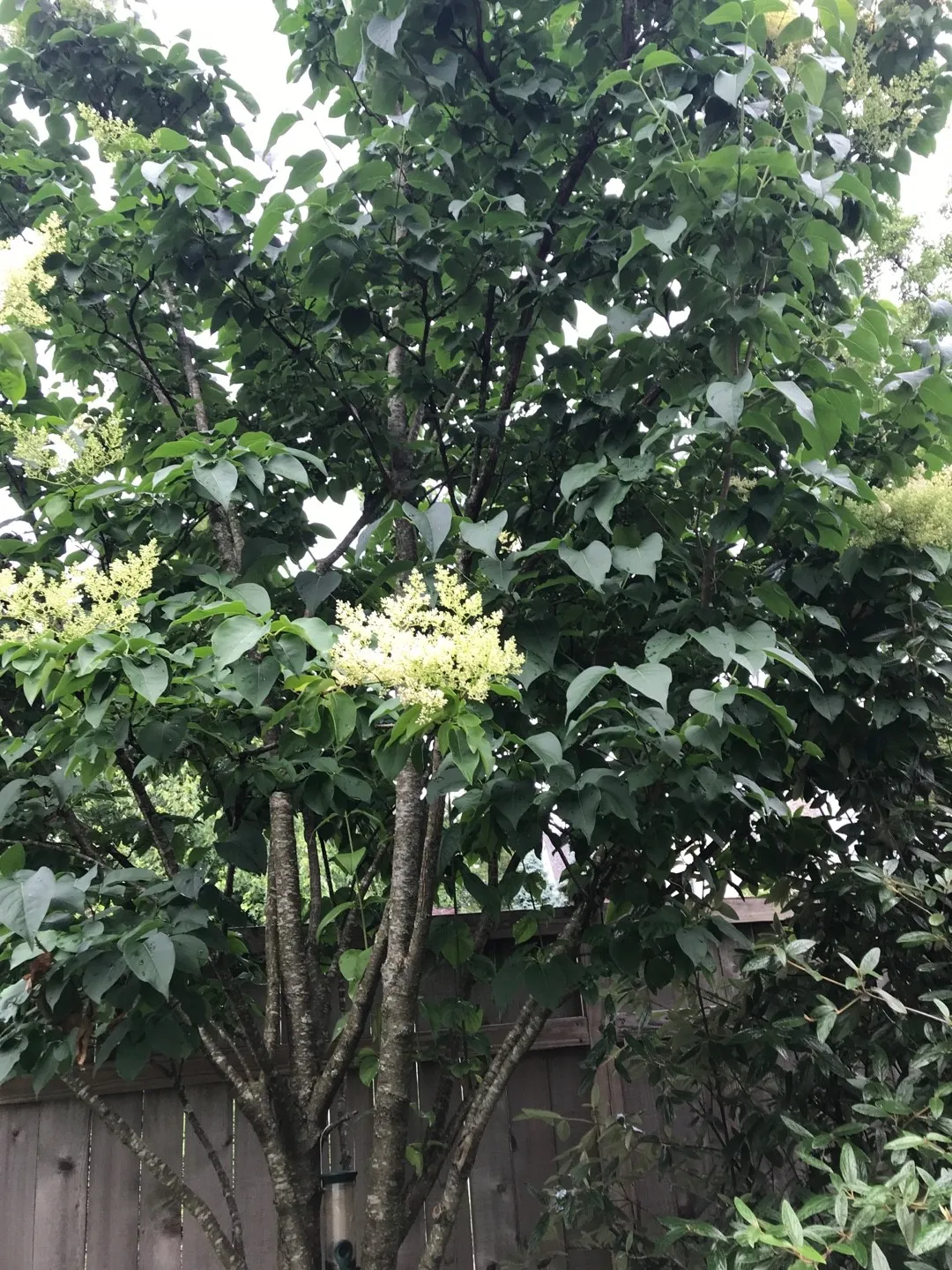 ハシドイ（丁香花）の判定方法 (Syringa reticulata)