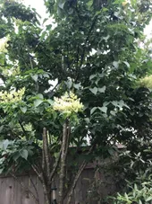 ハシドイ（丁香花）の判定方法 (Syringa reticulata)