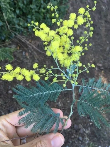 Silber-akazie - Acacia dealbata (Pflege, Merkmale, Blume, Bilder)