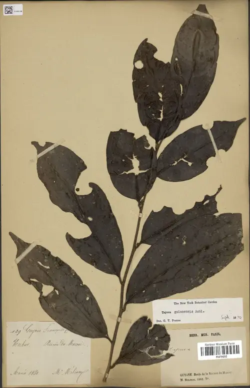 Tapura guianensis