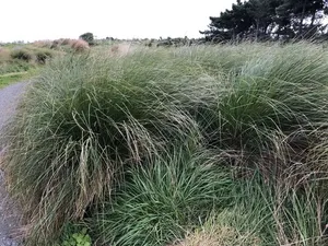 How to Prune Pukio