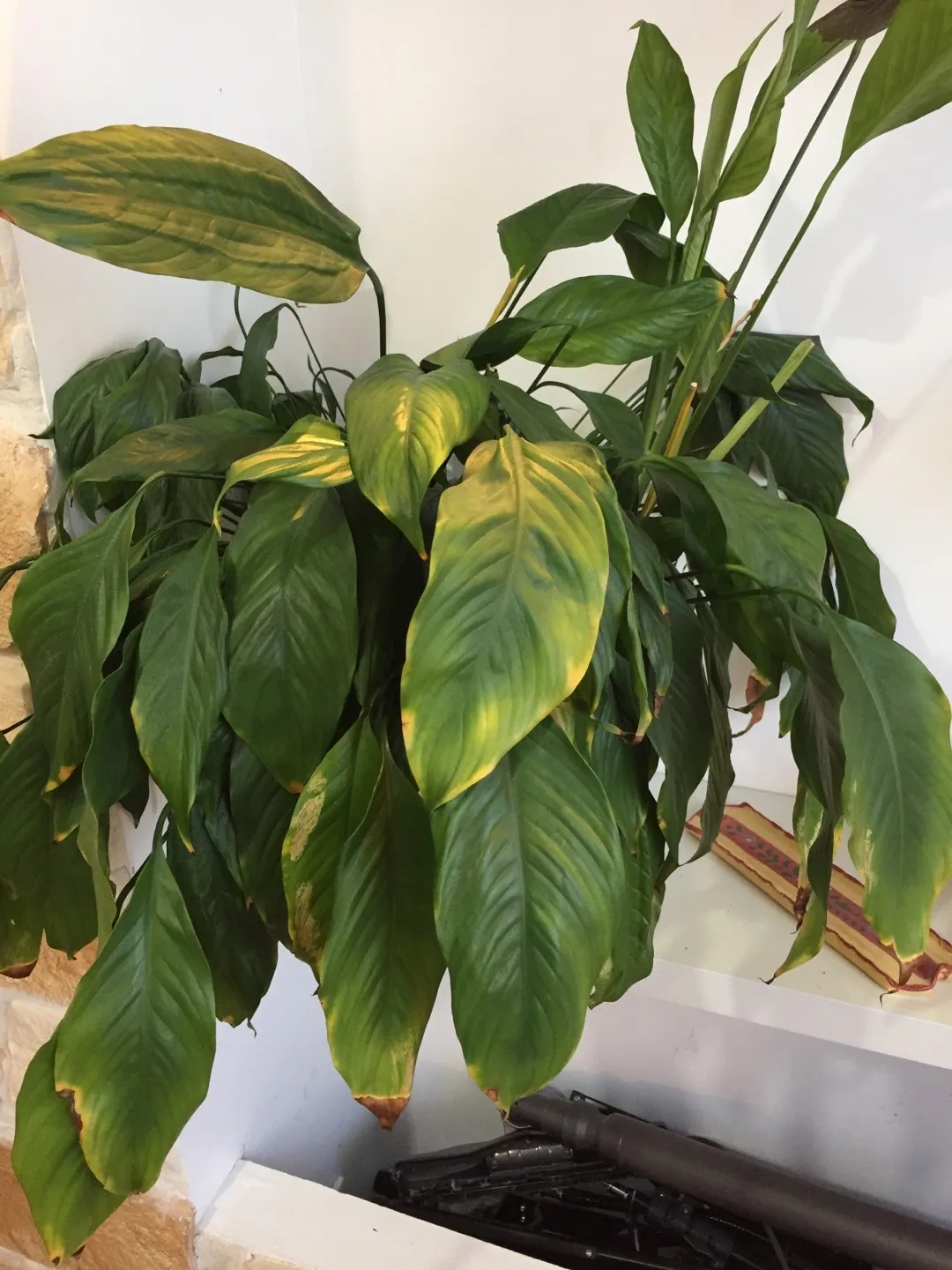 picture of snake plant Buy Moonshine Snake Plants Online