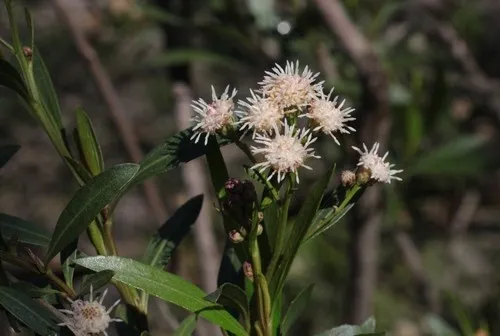 Mule fat - Baccharis salicifolia (Care, Characteristics, Distribution,  Images)