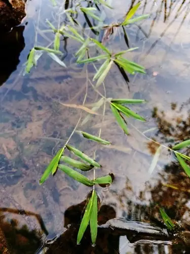 Southern watergrass