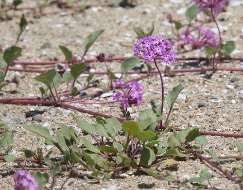 Enhancing Your Garden with Sand-verbena: A Landscaping Guide