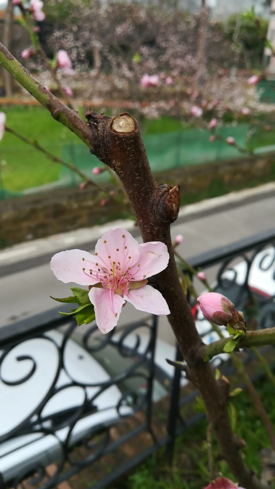 モモ（桃）の判定方法 (Prunus persica)