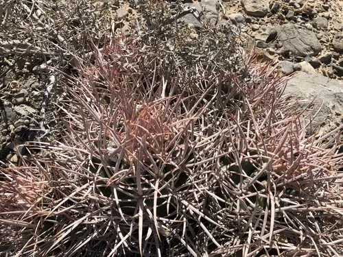 タイリュウカン（大竜冠） (Echinocactus polycephalus) - PictureThis