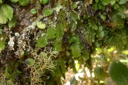 コケシノブ属 (Hymenophyllum) - PictureThis