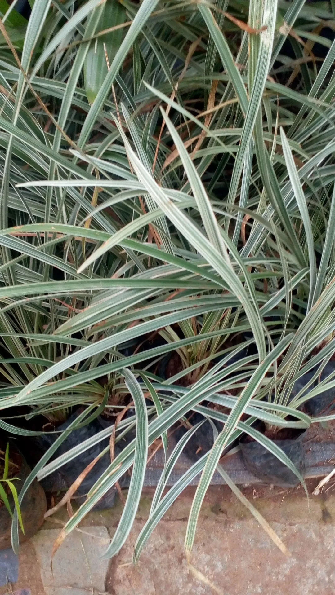 152500987209187332.jpeg?x-oss-