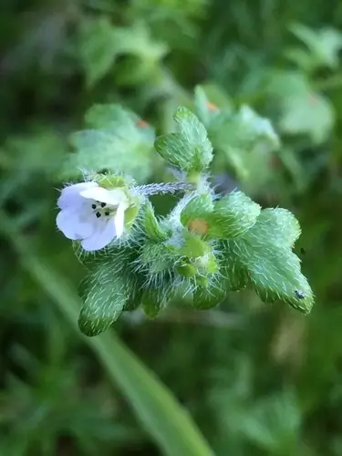 Nemophila de flores pequeñas