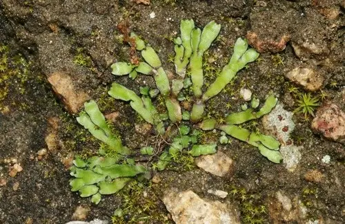 Orobus-seed liverwort
