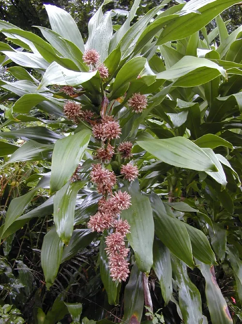 Corn plant - Dracaena fragrans (Care, Characteristics, Invasive, Images)