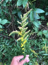 セイタカアワダチソウ（背高泡立草）の判定方法 (Solidago altissima)