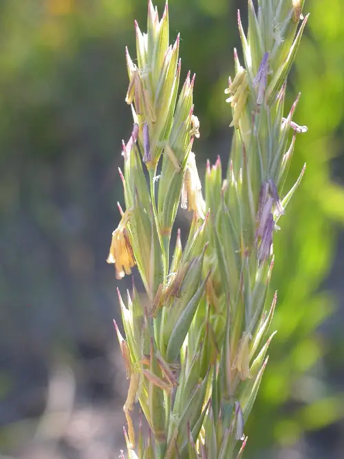 Western wheat grass