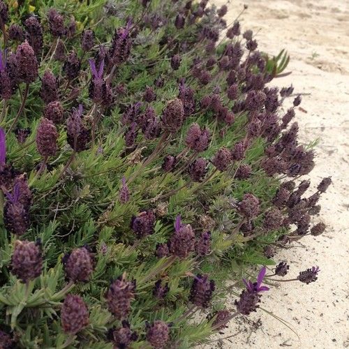 benefits of lavender and tea tree oil Herbal Choice Mari Organic Lavender Essential Oil; 0.3floz Glass