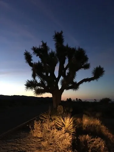 Josua-Palmlilie - Yucca brevifolia (Pflege, Merkmale, Blume, Bilder)