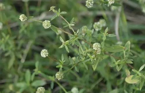 Shrubby false buttonweed