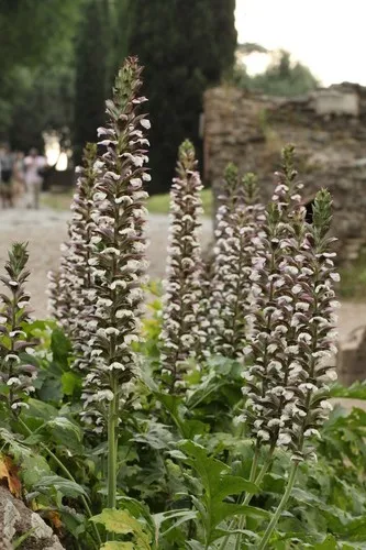 矮性アカンサス Amazon.co.jp: アカンサス モリス 苗 5号 日陰向き カラーリーフ