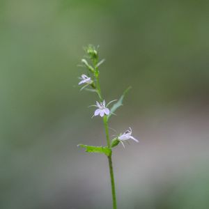 indian tobacco plant uses Lobelia inflata Indian Rustica Tobacco Seeds -