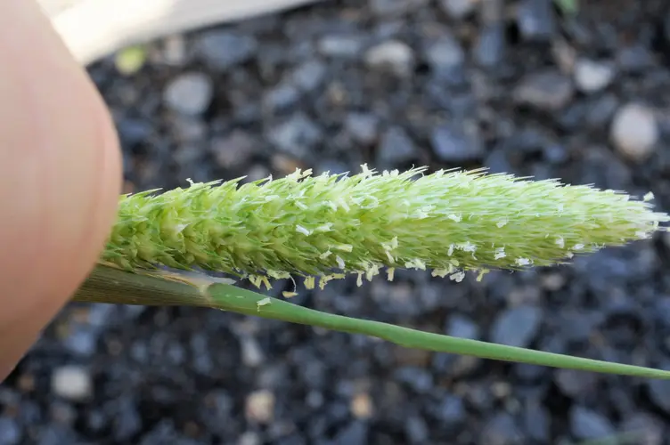 Gnawed canary grass