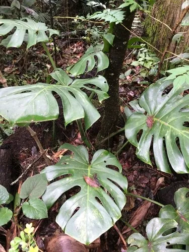 観葉植物です。名前は鳳莱蕉と申します。 152395077610635264.jpeg