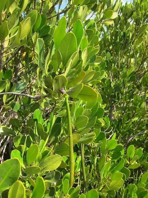 Spurred mangrove,
