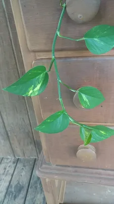 5 philodendron selloum plant Philodendron Selloum 'Split Leaf Philodendron' Seeds