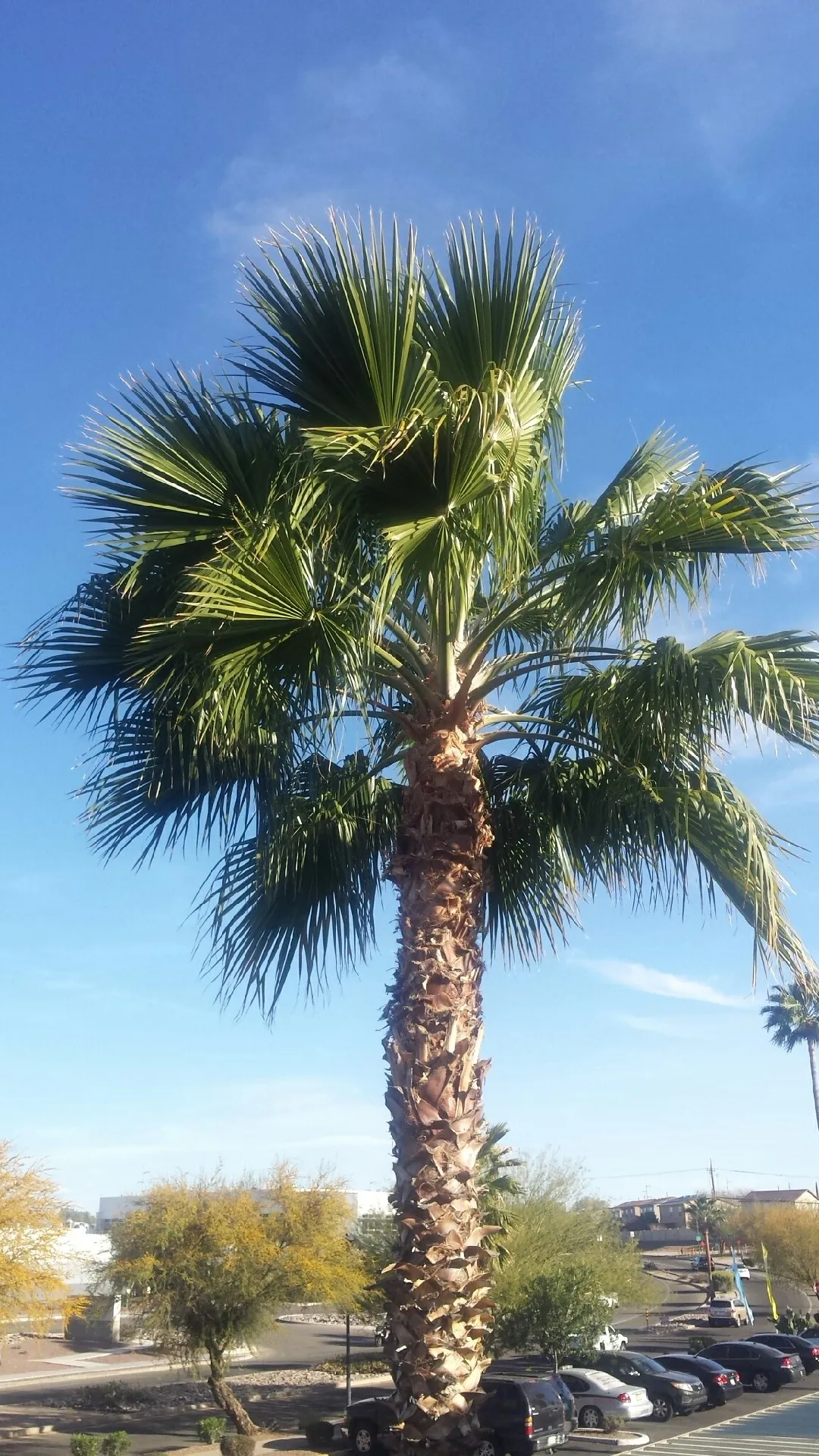 ワシントンヤシモドキの判定方法 (Washingtonia robusta) ワシントンヤシモドキの判定方法 (Washingtonia robusta)
