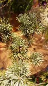 アトラスシーダーの判定方法 (Cedrus atlantica)