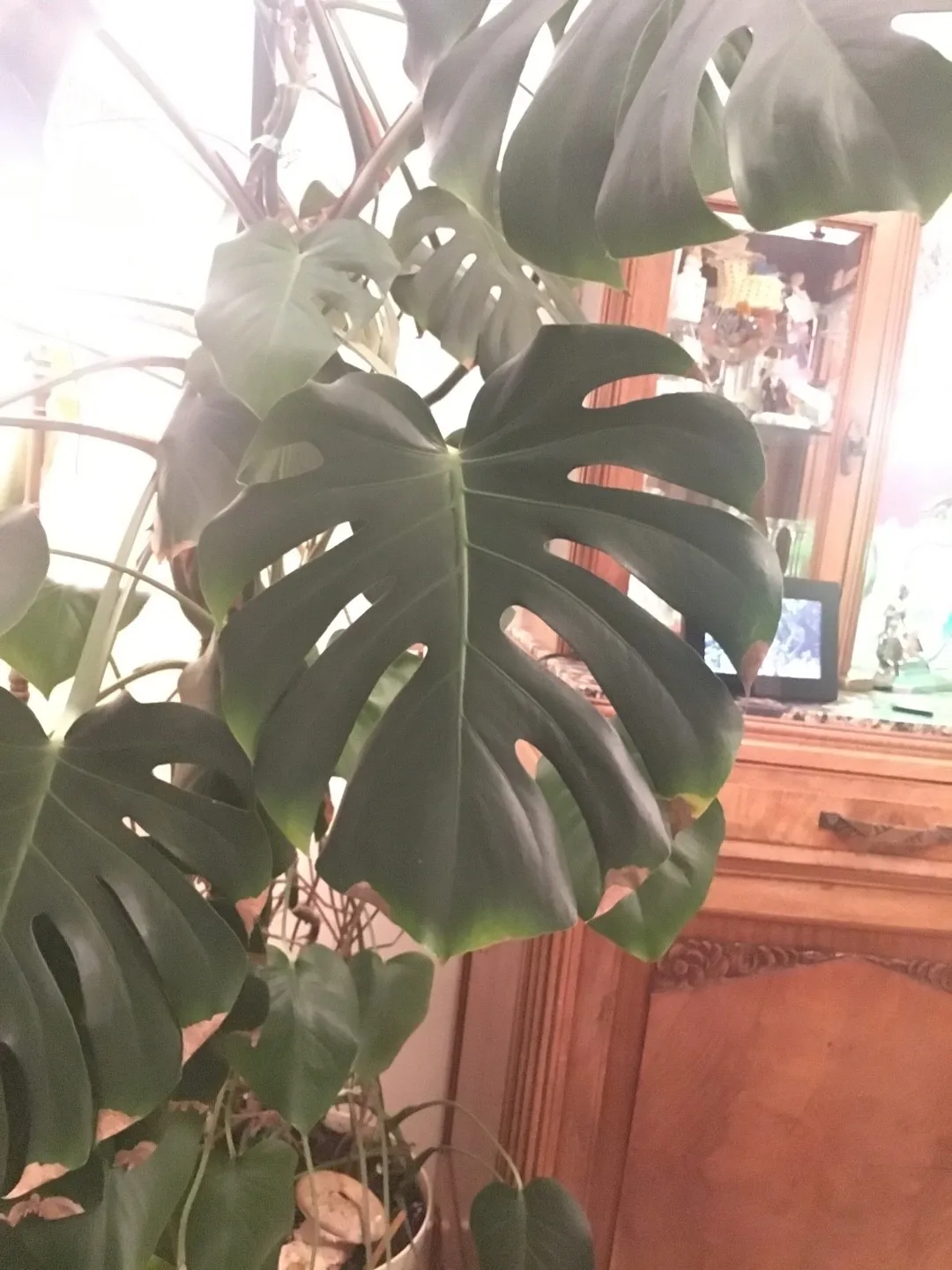 ホウライショウ（鳳莱蕉）の判定方法 (Monstera deliciosa)