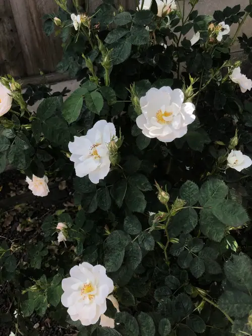 Rosa × alba 'Semiplena'