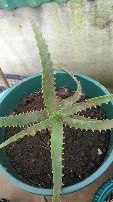 Wie man Baum-aloe anbaut und pflegt