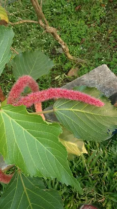 ベニヒモノキ（紅紐の木）の育て方・栽培方法