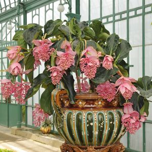 メディニラ・マグニフィカ (ケア, 特徴, 花, 画像)