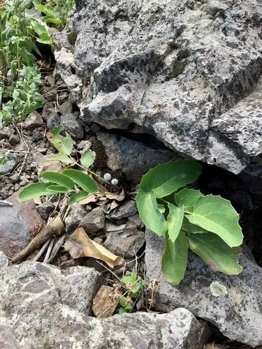 monstera deliciosa cura Monstera deliciosa