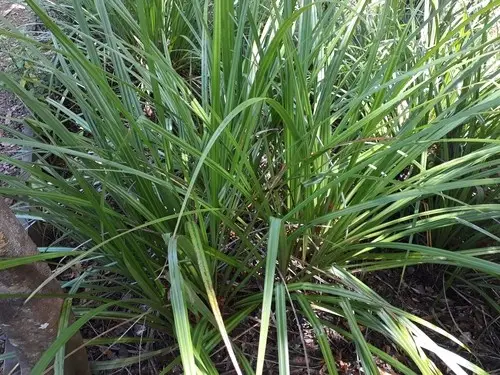Kauri grass
