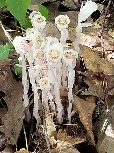 ギンリョウソウモドキ（銀竜草擬） (ケア, 特徴, 花, 画像)
