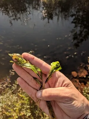ホソバヒルムシロの育て方・栽培方法