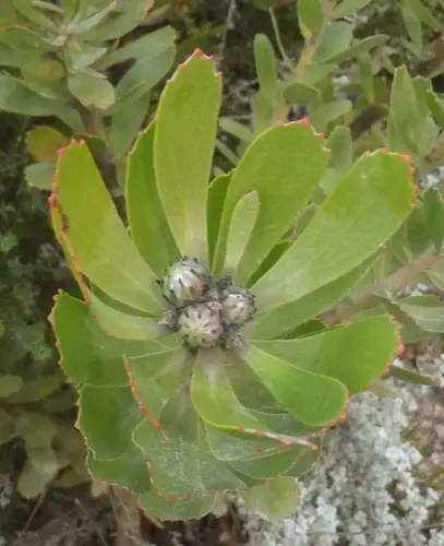 Leucospermum praecox