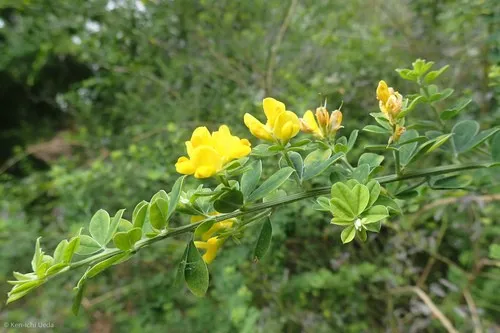 Is French broom Poisonous